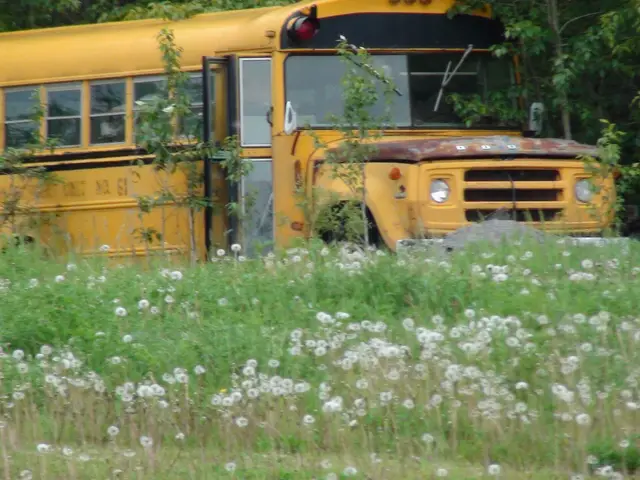 Retired school bus in a field of dandelions